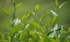 如何檢測茶葉中的農(nóng)藥殘留？